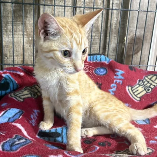 A young medium-sized male Tabby (Orange / Red) Tabby cat named Chester for adoption in Porter, TX