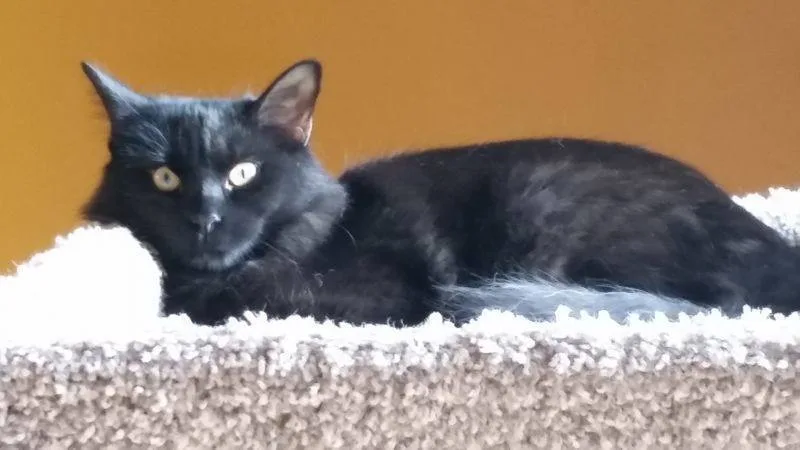 Mystique thumbnail 4