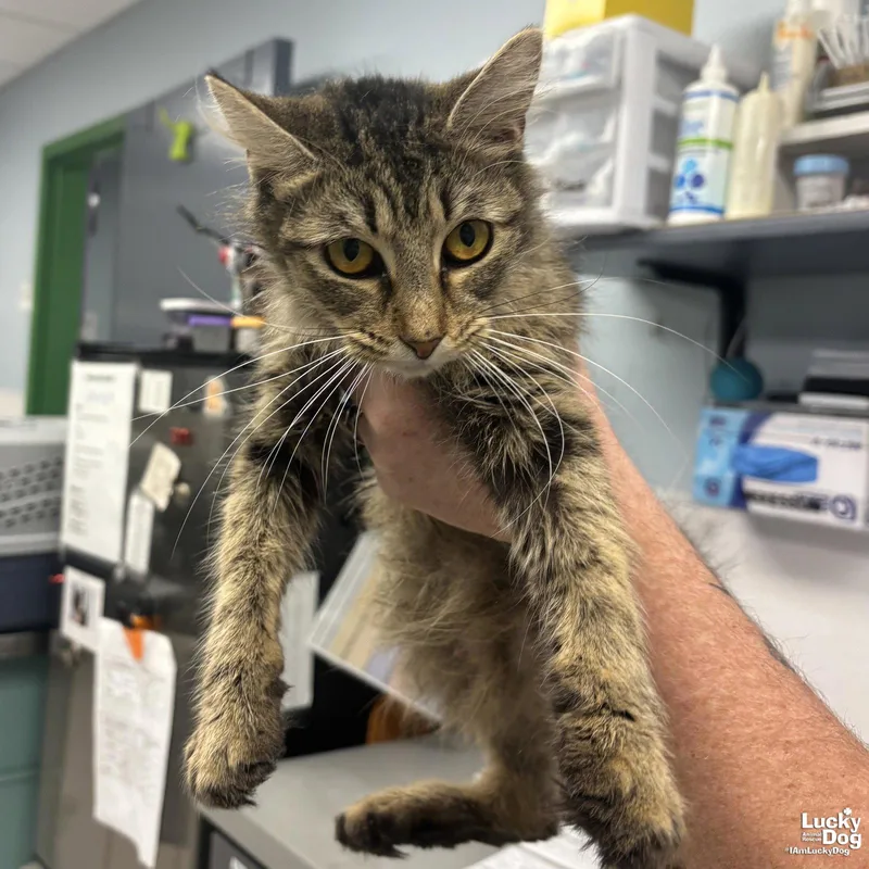 An adult medium-sized female Domestic Short Hair cat named Pipette for adoption in Washington, DC
