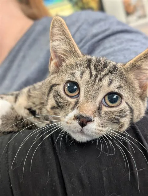 A baby small-sized male Domestic Short Hair cat named Jester for adoption in Canfield, OH