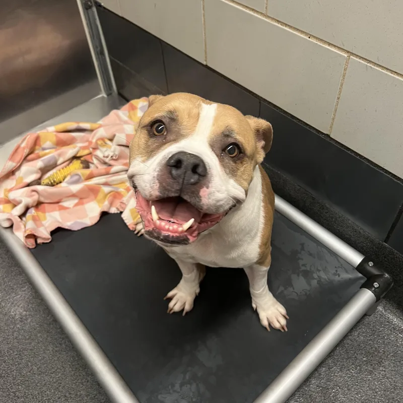 An adult medium-sized female Yellow / Tan / Blond / Fawn English Bulldog dog named Bonnie for adoption in Cedar Rapids, IA