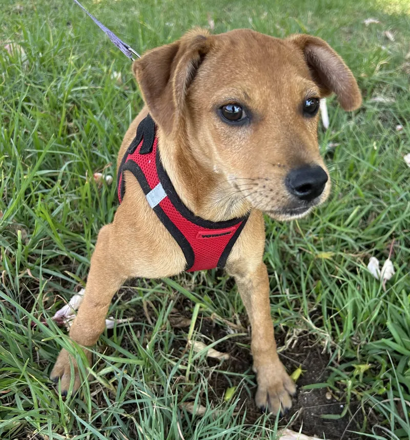 A baby small-sized female Brown / Chocolate Dachshund dog named Tommy for adoption in Bell Gardens, CA