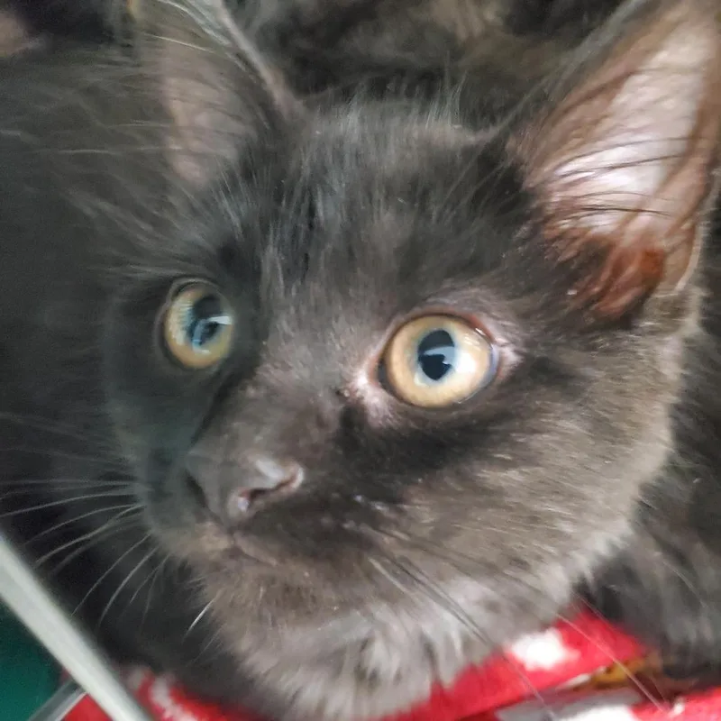 A baby small-sized female Black Domestic Long Hair cat named Sassy for adoption in PITTSBURGH, PA