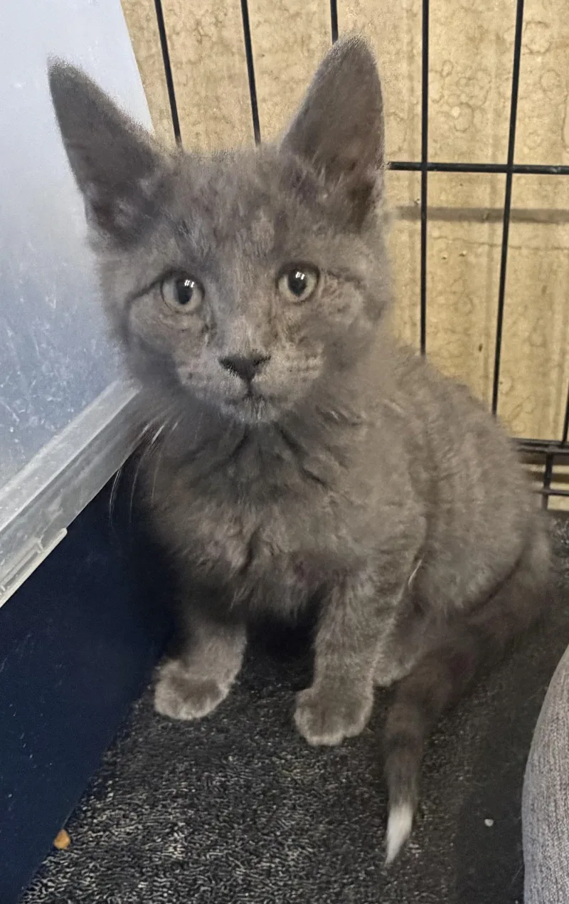 Berlioz