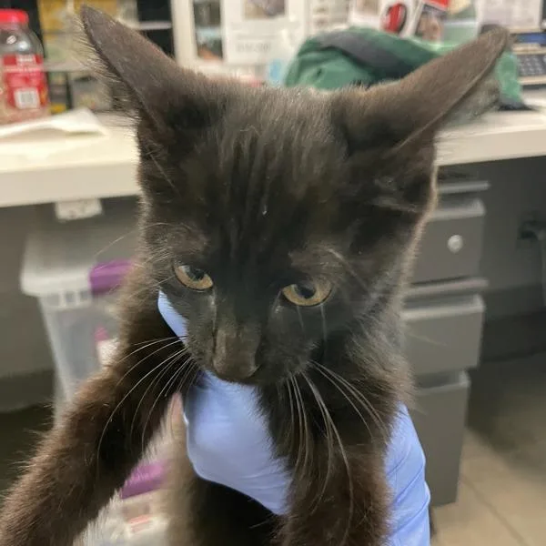 A baby small-sized female Domestic Short Hair cat named Casey Lee for adoption in Des Moines, IA