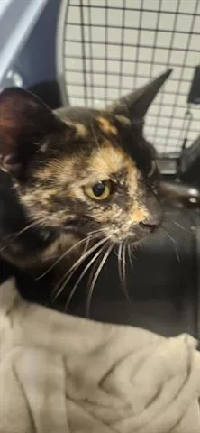 A young large-sized female Domestic Short Hair cat named Misty for adoption in San Martin, CA