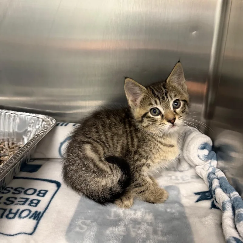A baby small-sized female Domestic Short Hair cat named Bella for adoption in Parkersburg, WV