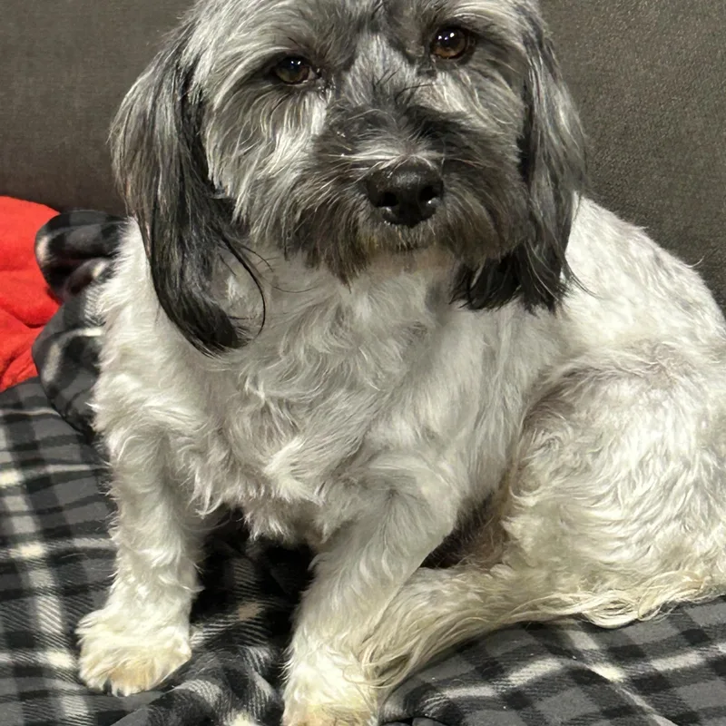 An adult small-sized female Gray / Blue / Silver Havanese dog named Carla for adoption in Antwerp, OH