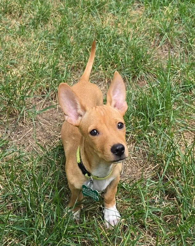 A baby medium-sized male Yellow / Tan / Blond / Fawn Dachshund dog named Masikio for adoption in Fort Collins, CO