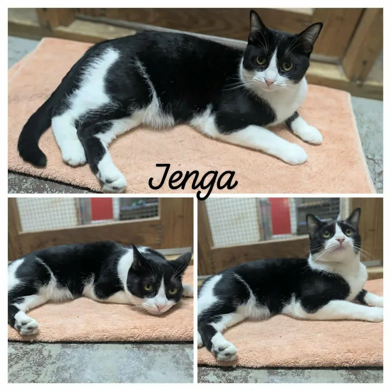A young medium-sized female Black Domestic Short Hair cat named Jenga for adoption in Ozark, AL