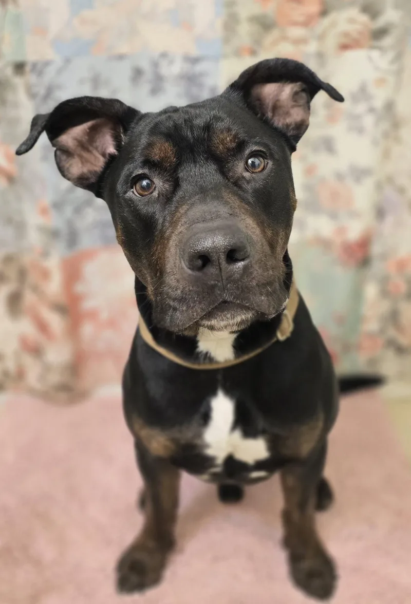 An adult large-sized male Black American Staffordshire Terrier dog named Ash for adoption in Keyser, WV
