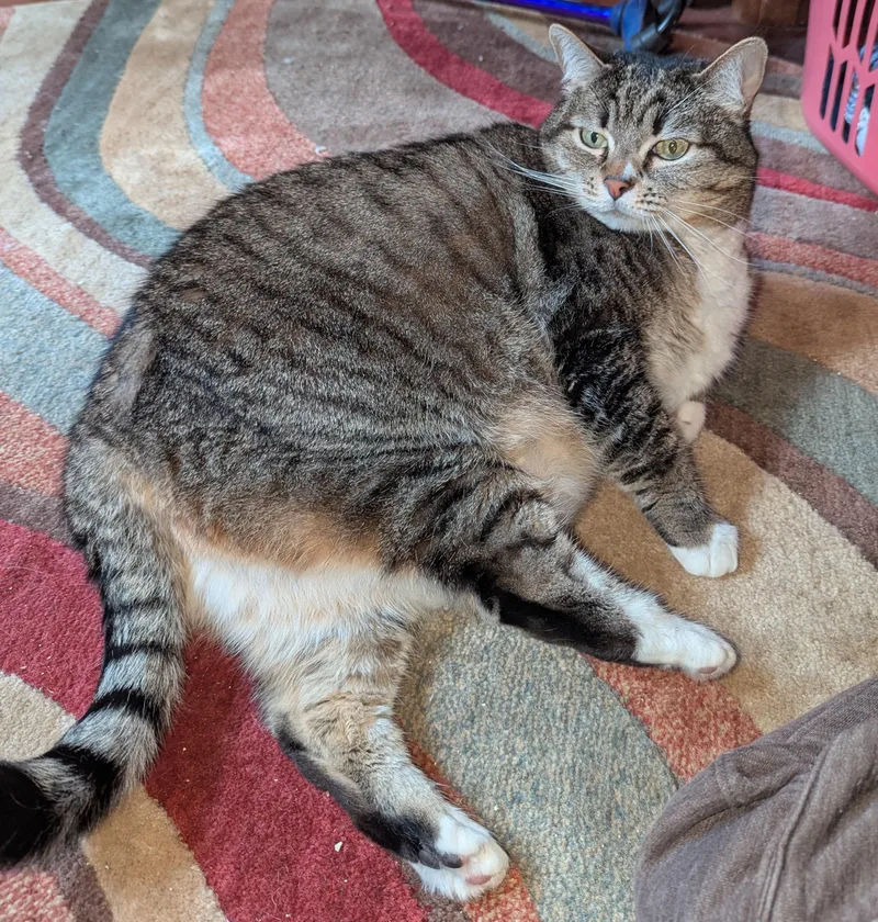 An adult large-sized female Tabby (Brown / Chocolate) Domestic Short Hair cat named Priscilla for adoption in Monterey, CA