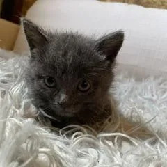 A baby small-sized female Gray / Blue / Silver Domestic Short Hair cat named Melody for adoption in Madison, WI