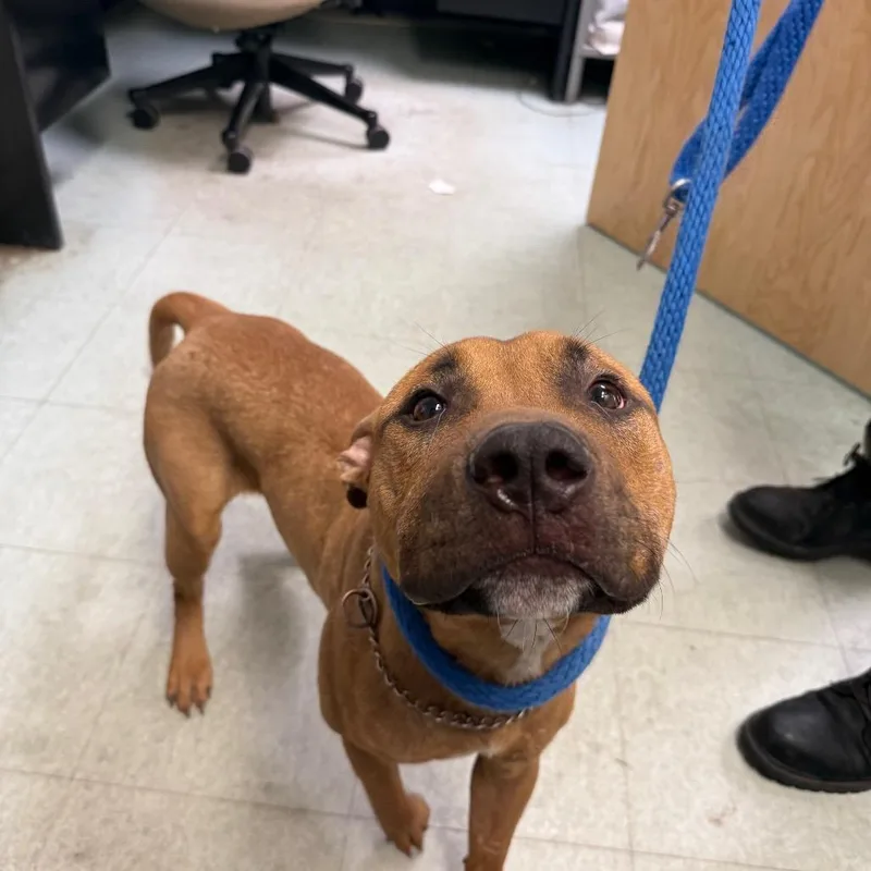 An adult medium-sized male Yellow / Tan / Blond / Fawn Pit Bull Terrier dog named Buddy Boy for adoption in Philadelphia, PA