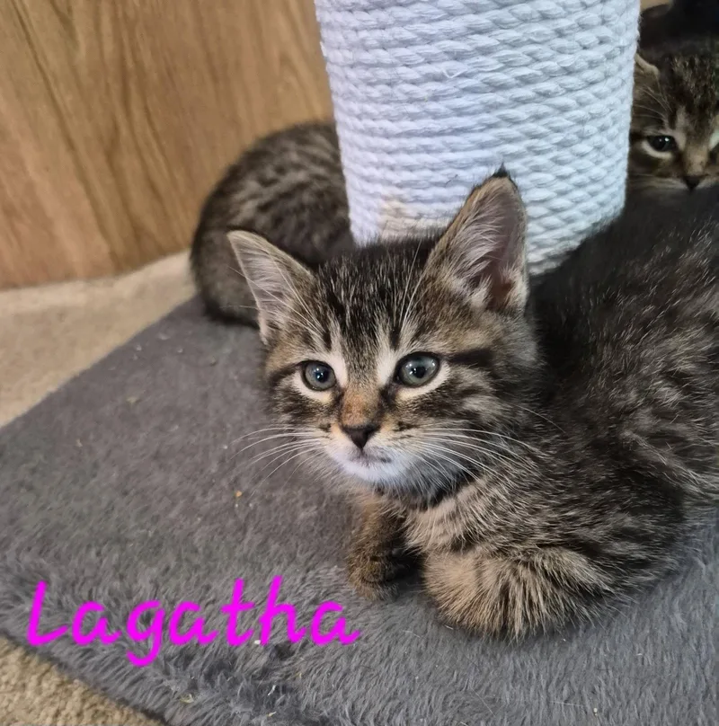 A baby medium-sized female Domestic Short Hair cat named C Litter Lagatha for adoption in Livonia, MI