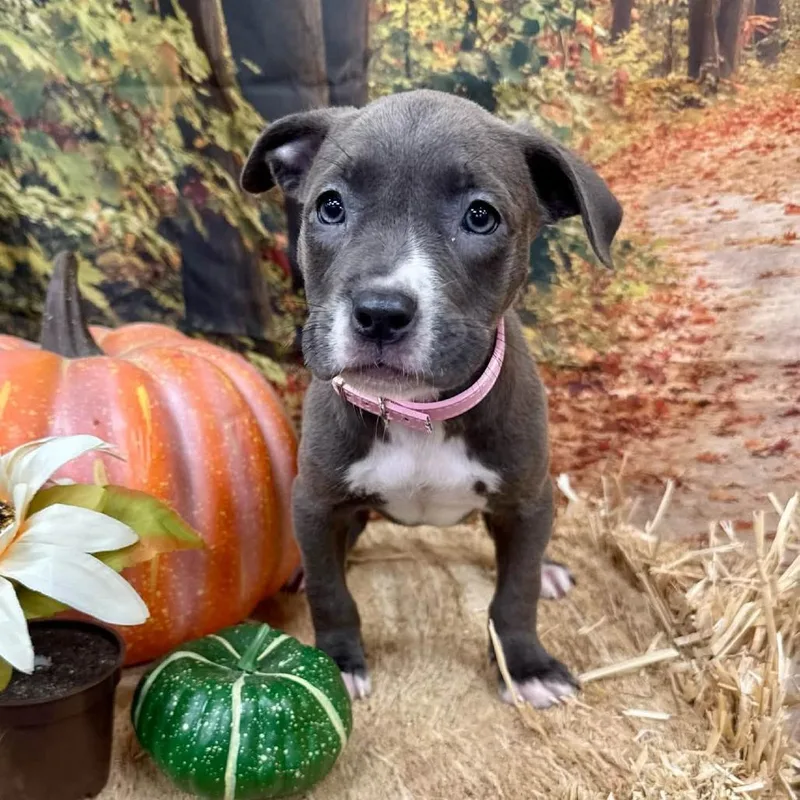 A baby medium-sized female Gray / Blue / Silver Pit Bull Terrier dog named Buffy for adoption in North Bend, OR