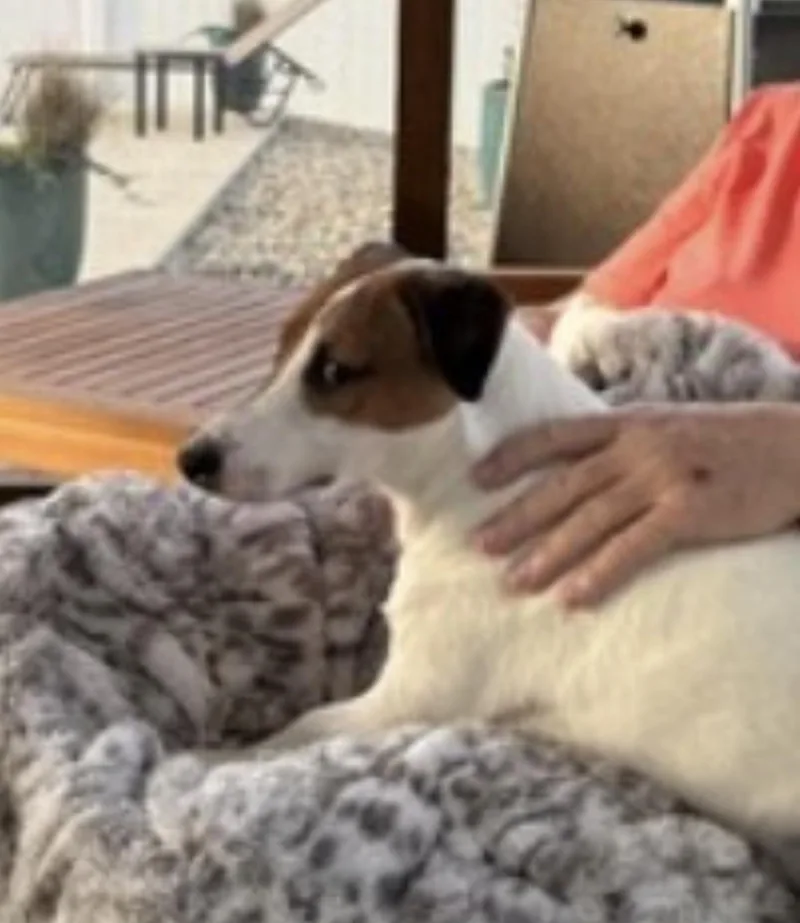 An adult small-sized male White / Cream Jack Russell Terrier dog named Fletcher for adoption in Amherst, MA