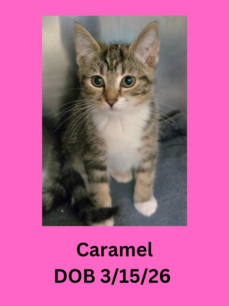 A baby small-sized female Tabby (Brown / Chocolate) Domestic Short Hair cat named Caramel for adoption in Ravenna, OH