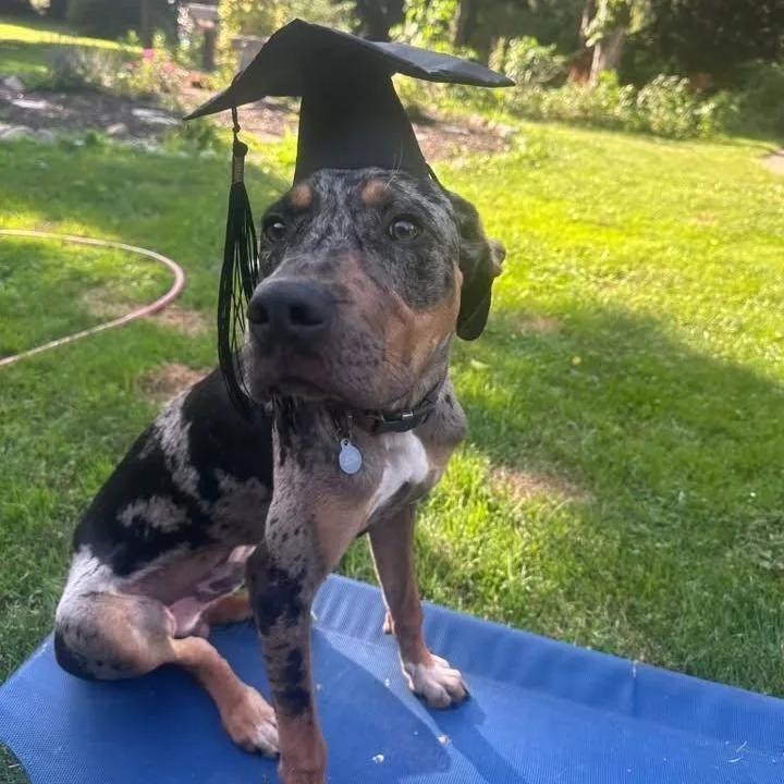 A young large-sized male Gray / Blue / Silver Bluetick Coonhound dog named Auggie Courtesy Listing for adoption in Attica, MI