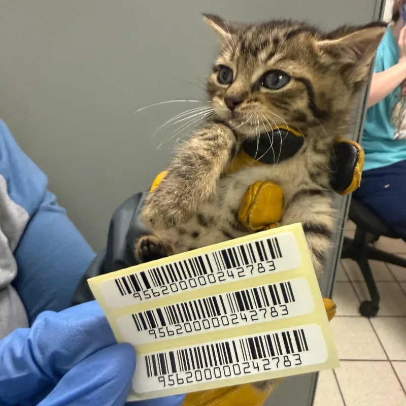 A baby small-sized male Domestic Medium Hair cat named Fillmore for adoption in Charleston, WV