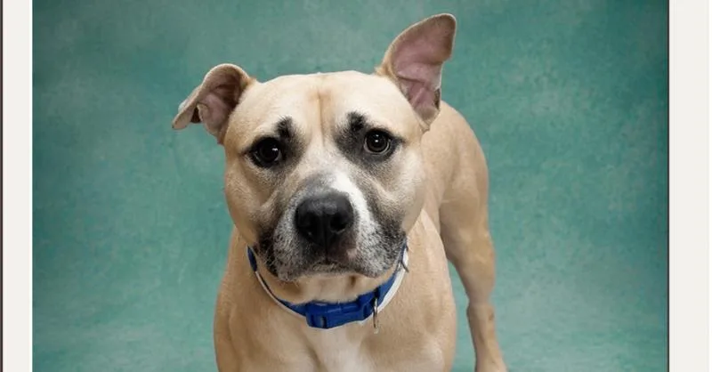 A young large-sized male Brown / Chocolate Mixed Breed dog named Orpheus for adoption in Tigard, OR