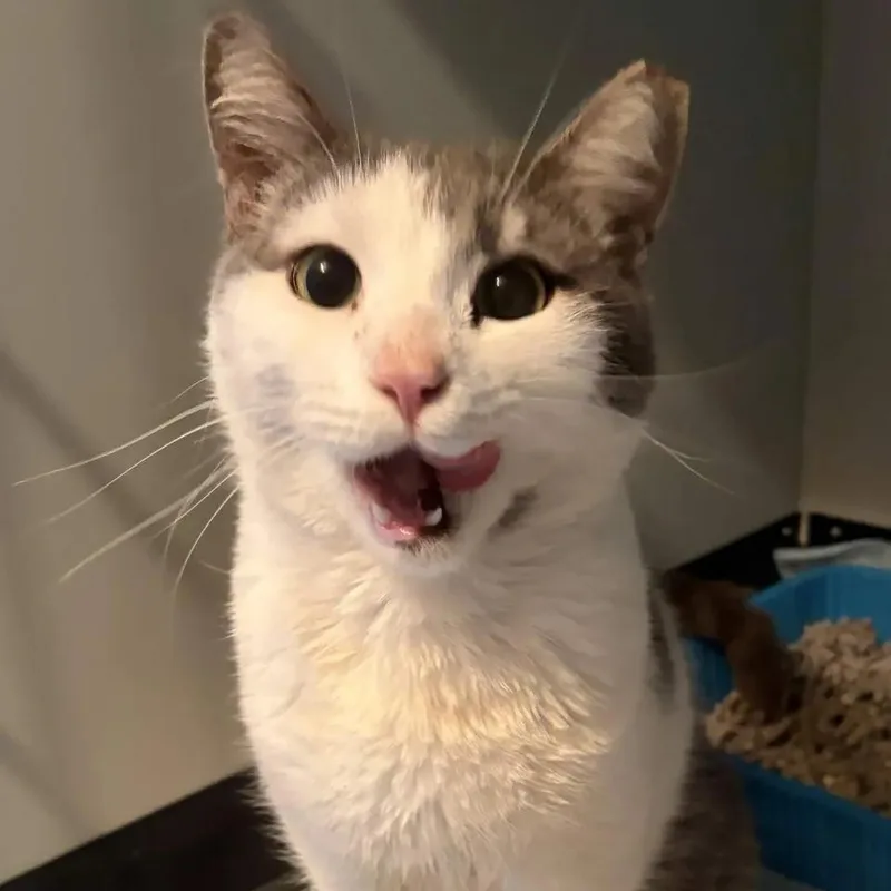 An adult medium-sized male Gray & White Domestic Short Hair cat named Zeke for adoption in Cleveland Heights, OH