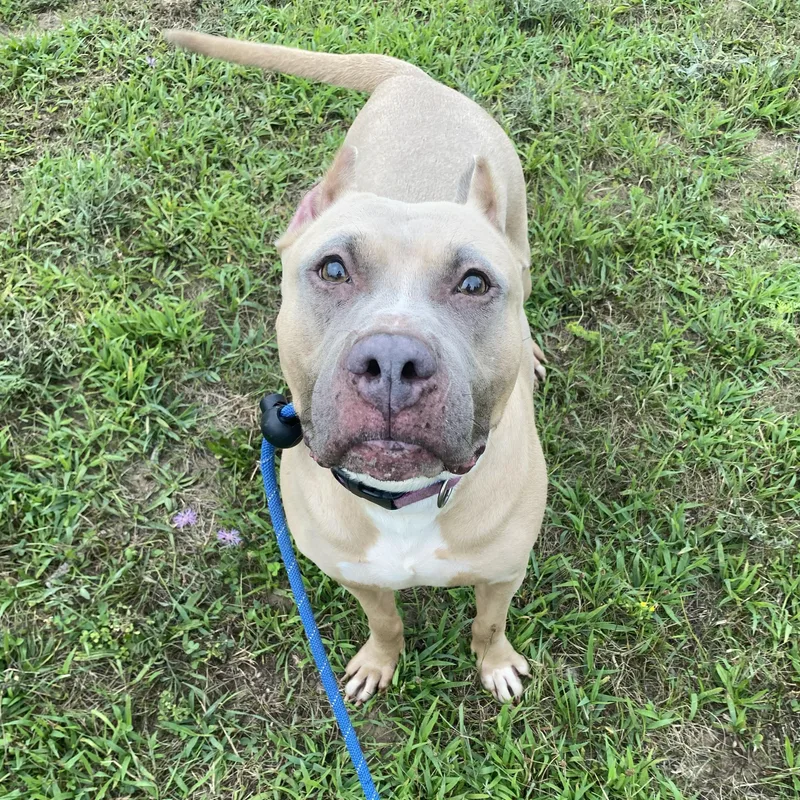 An adult large-sized female Yellow / Tan / Blond / Fawn Pit Bull Terrier dog named Evie for adoption in Allegan, MI