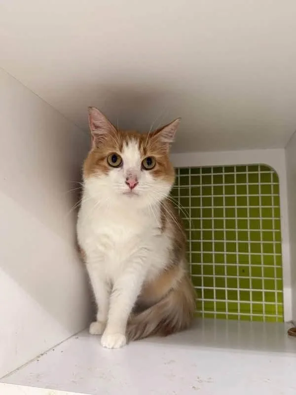 An adult medium-sized female Domestic Long Hair cat named Buttercup for adoption in Sicklerville , NJ