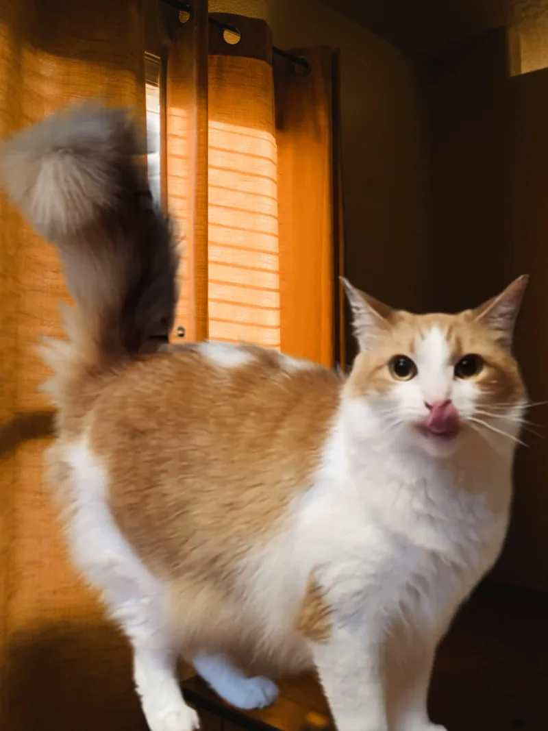 Buttercup thumbnail 2