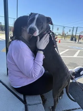 An adult large-sized female Pit Bull Terrier dog named Lillypad for adoption in Atlanta, GA
