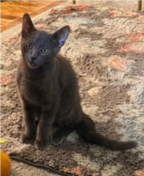 Ross – Dashing Gray thumbnail 2