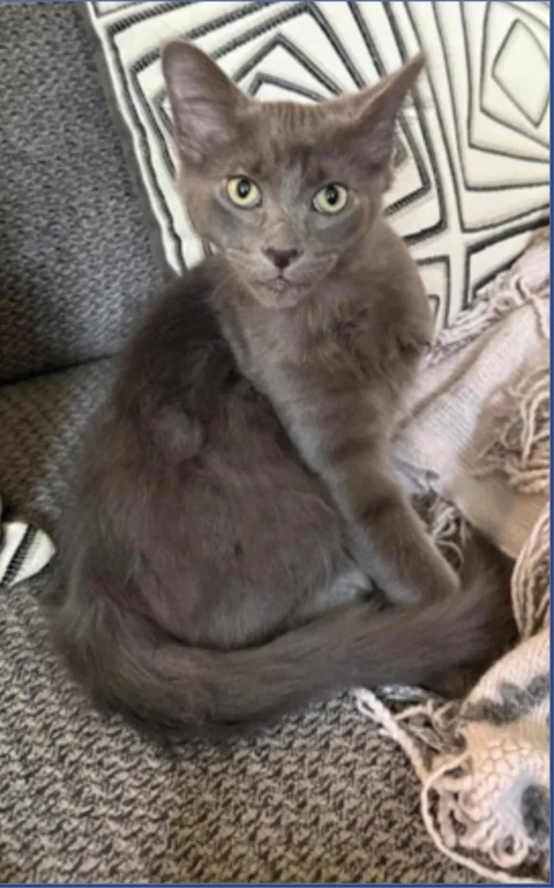 Ross – Dashing Gray thumbnail 3