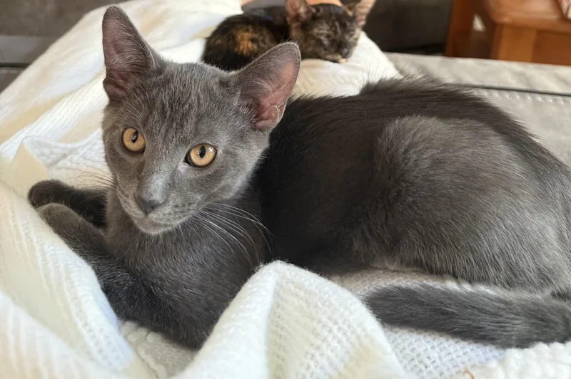 Ross – Dashing Gray thumbnail 4