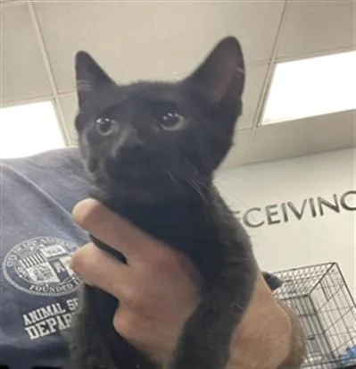 An adult small-sized male Domestic Short Hair cat named Dale for adoption in Van Nuys, CA