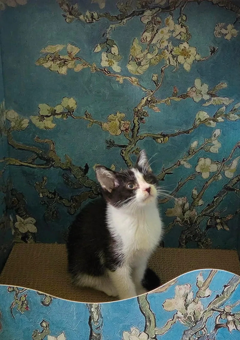 A baby medium-sized female Black & White / Tuxedo Domestic Short Hair cat named Galileo for adoption in Overland Park, KS