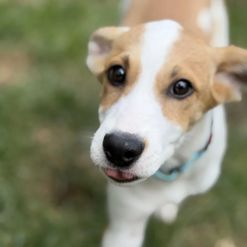 A baby medium-sized female White / Cream Beagle dog named Lizzy for adoption in Chatham, NJ