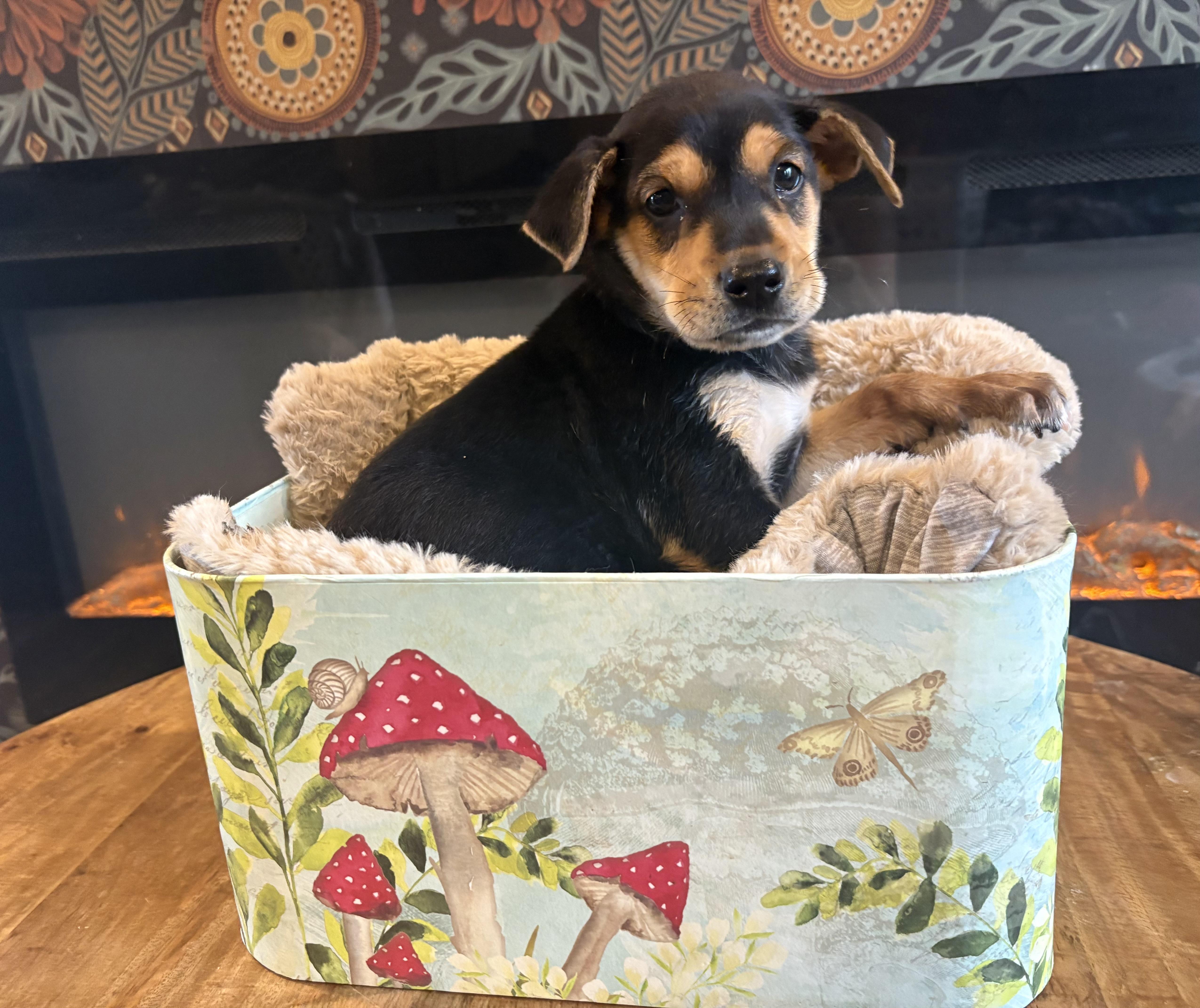 A baby medium-sized female Rottweiler dog named Monsoon for adoption in Carmel, NY