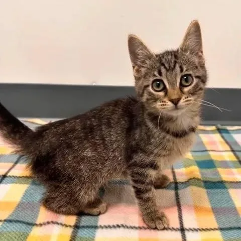A baby medium-sized female Domestic Short Hair cat named Flora for adoption in Monon, IN