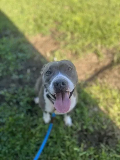 An adult medium-sized female Mixed Breed dog named Nova for adoption in Vero Beach, FL