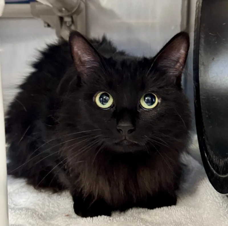A young medium-sized female Domestic Long Hair cat named Missy for adoption in Gillette, WY