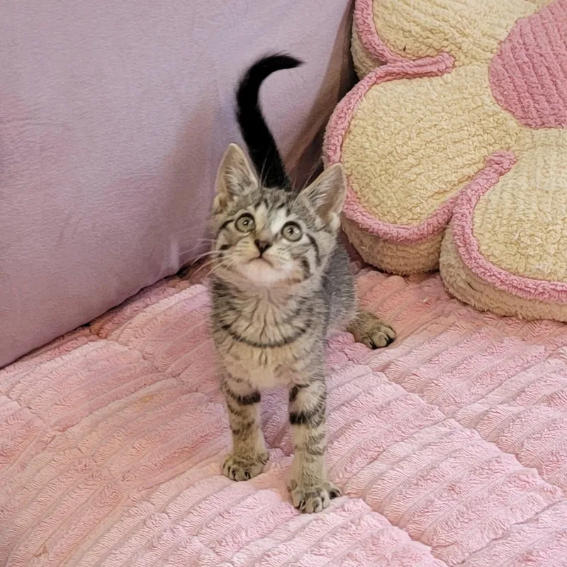 A baby medium-sized male Tabby (Gray / Blue / Silver) Tabby cat named Chewy for adoption in Wyandotte, MI