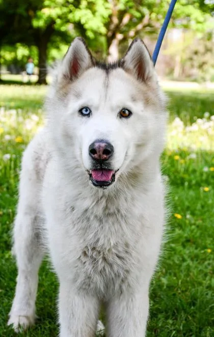 Max