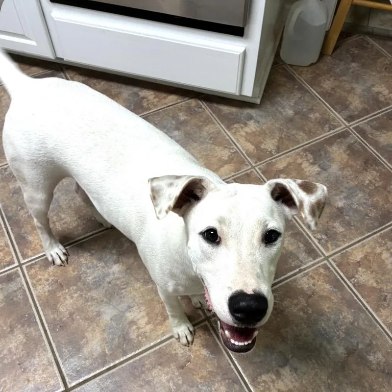 A young medium-sized male White / Cream Labrador Retriever dog named Wrigley for adoption in Alexandria, LA