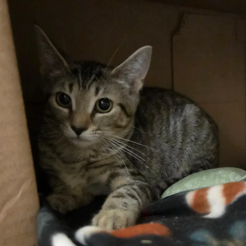 A baby small-sized male Gray / Blue / Silver Domestic Short Hair cat named Samson Swirl Markings for adoption in Ballston Spa, NY