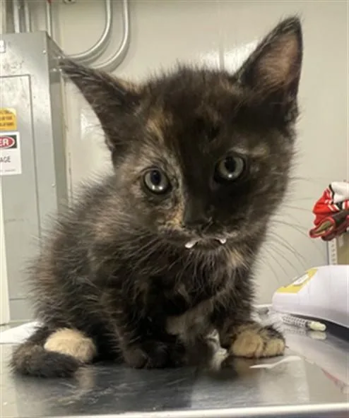 A baby small-sized female Domestic Short Hair cat named Astra for adoption in Ontario, CA