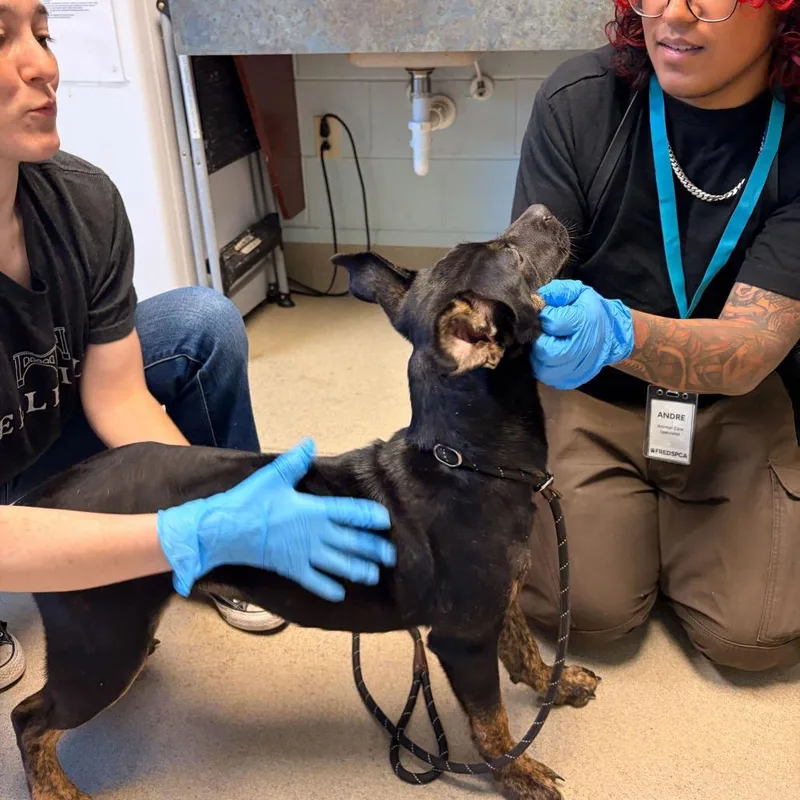 A baby medium-sized male Brindle Mixed Breed dog named Chuck Taylor for adoption in Fredericksburg, VA