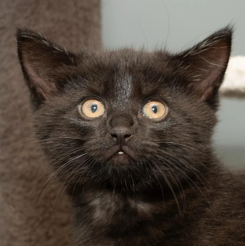A baby medium-sized female Domestic Short Hair cat named Tarot for adoption in Troy, OH