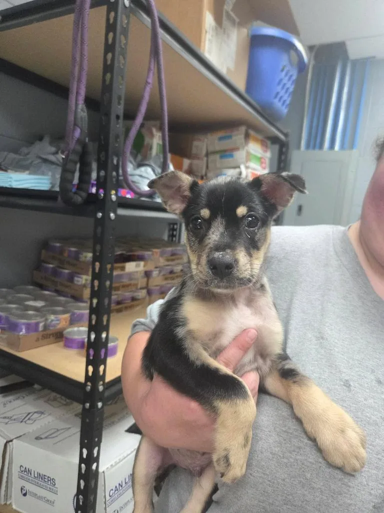 A baby medium-sized male Catahoula Leopard Dog dog named Angel for adoption in Livingston, LA