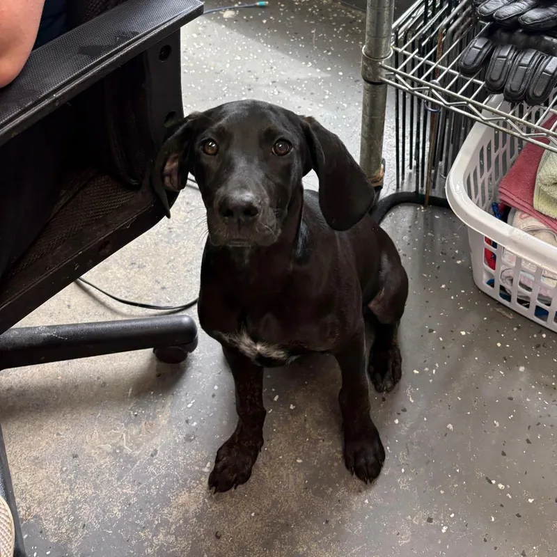 A baby medium-sized female Black Hound dog named Mae D for adoption in Lebanon, TN