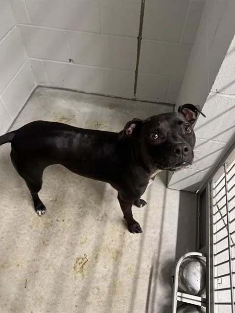 An adult medium-sized female Pit Bull Terrier dog named Boujee for adoption in Minneapolis, MN